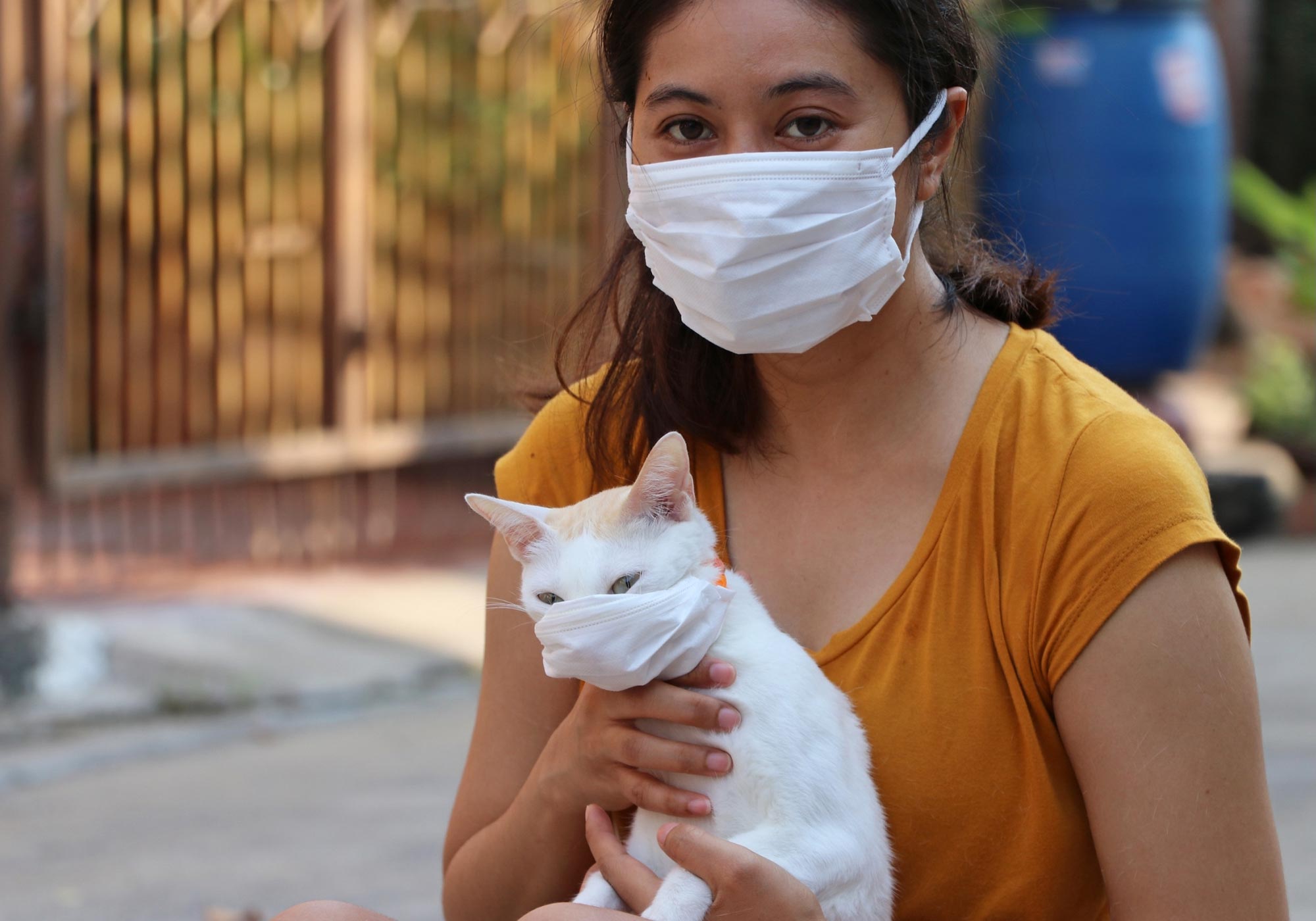 Neue Hinweise auf eine Übertragung des Coronavirus COVID-19 von Mensch zu Katze haben ergeben