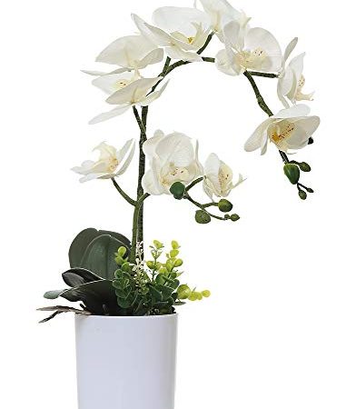 30 Le migliori recensioni di Orchidee Piante Vere testate e qualificate con guida all’acquisto
