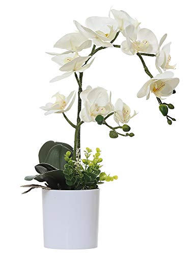 30 Le migliori recensioni di Orchidee Piante Vere testate e qualificate con guida all’acquisto