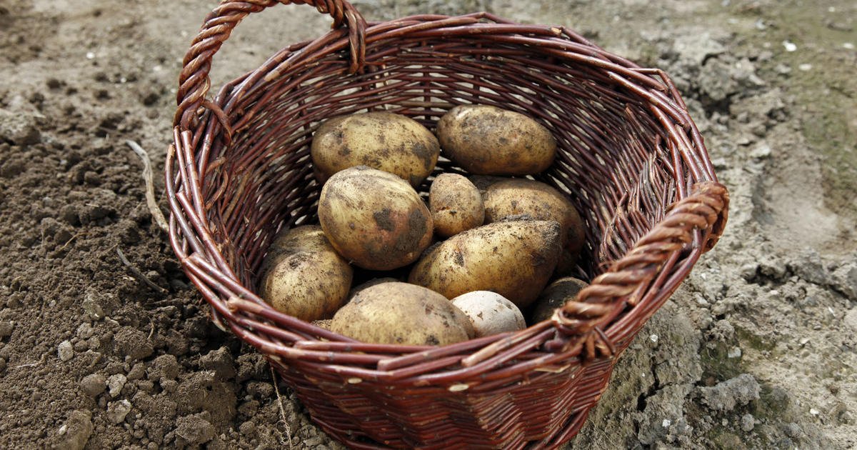 Ein einfacher Weg, um gute Kartoffeln zu ernten